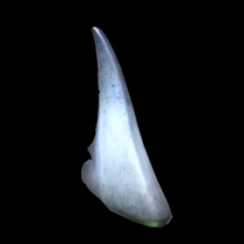 Sharkfin